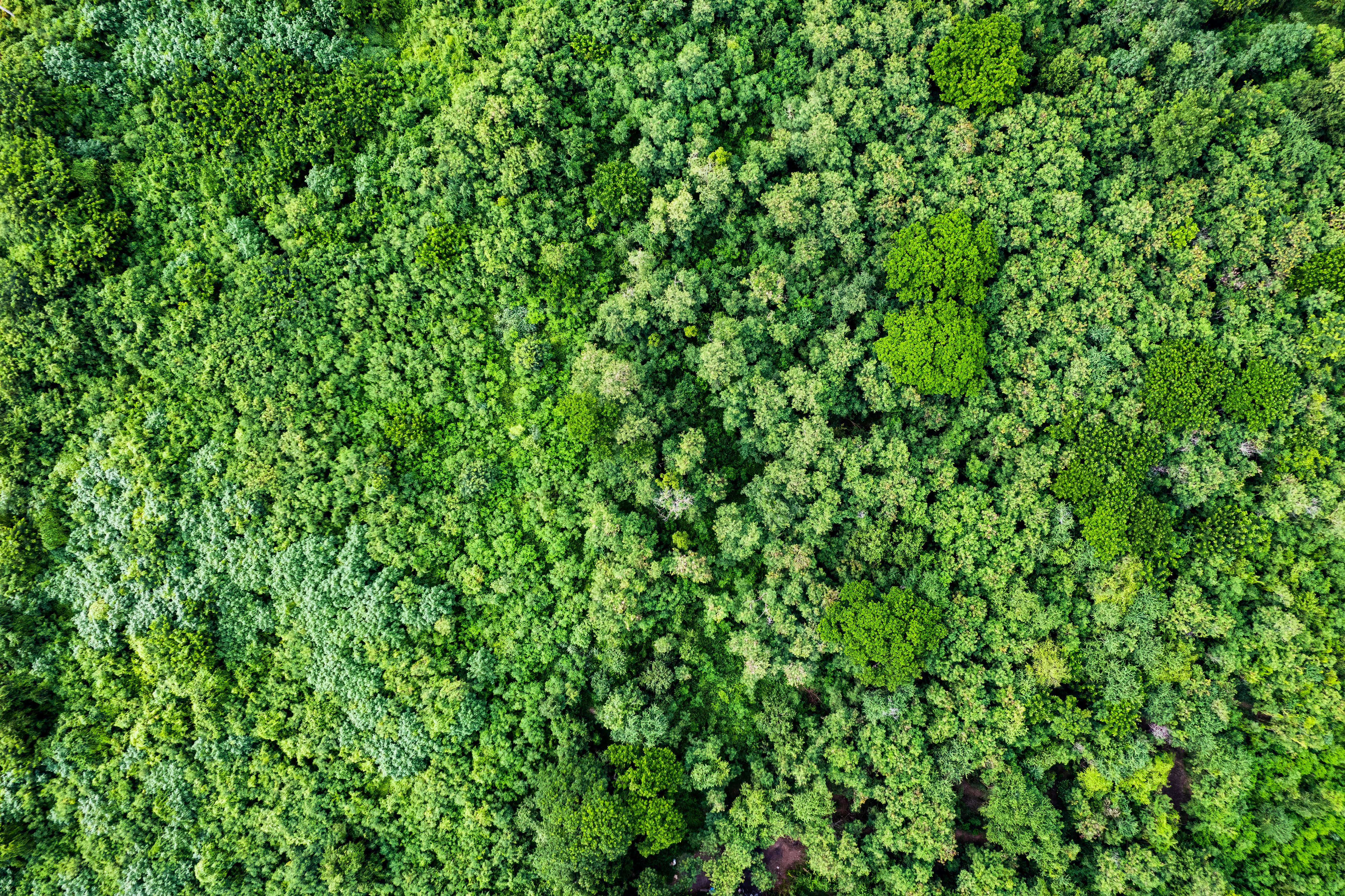 Woodland from above, tops of trees