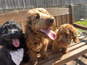 Three dogs, one black and two brown, sat on a bench in the sunshine